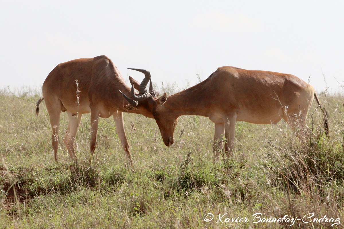Nairobi National Park - Coke&rsquo;s hartebeest
Mots-clés: geo:lat=-1.35304199 geo:lon=36.82706349 geotagged KEN Kenya Midland Court Nairobi Area Nairobi National Park animals Coke&rsquo;s hartebeest