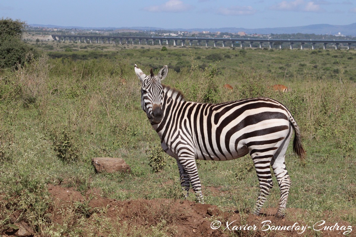 Nairobi National Park - Grant&rsquo;s zebra
Mots-clés: geo:lat=-1.35915534 geo:lon=36.84005306 geotagged Highway KEN Kenya Nairobi Area Nairobi National Park animals Grant&rsquo;s zebra zebre