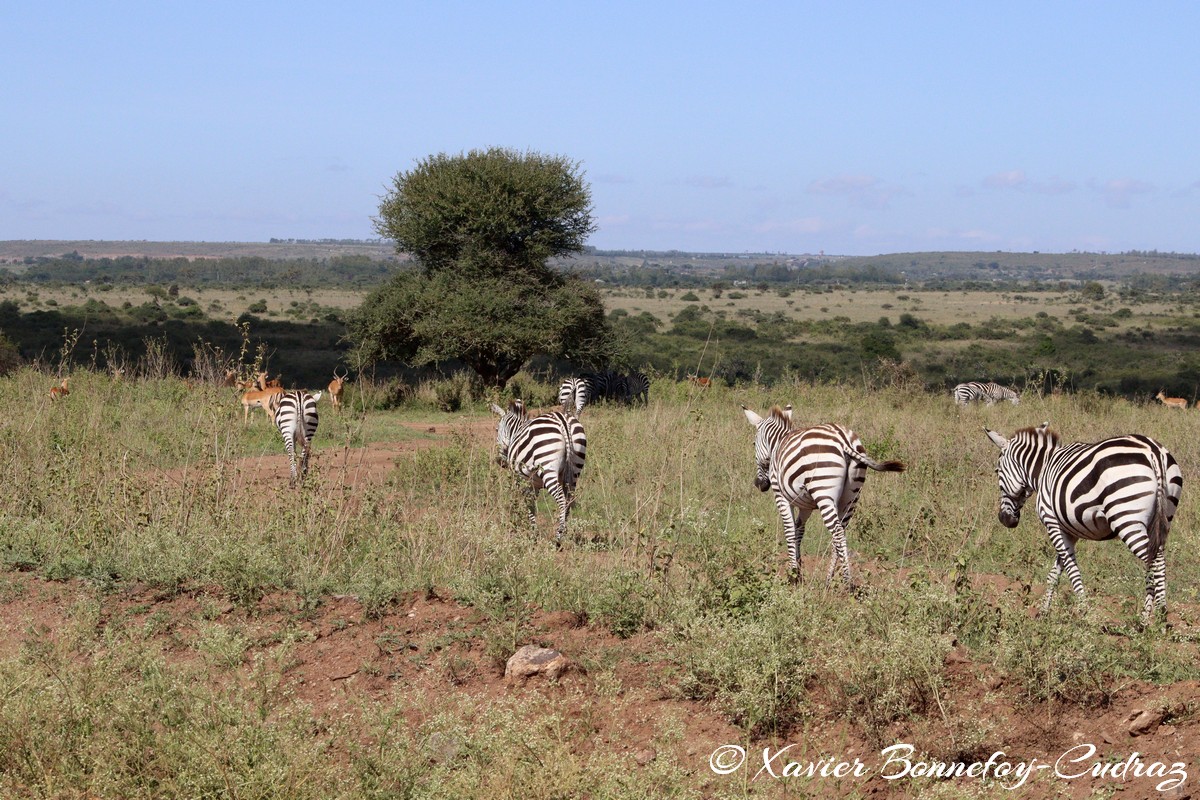 Nairobi National Park - Grant&rsquo;s zebra
Mots-clés: geo:lat=-1.35915534 geo:lon=36.84005306 geotagged Highway KEN Kenya Nairobi Area Nairobi National Park animals Grant&rsquo;s zebra zebre