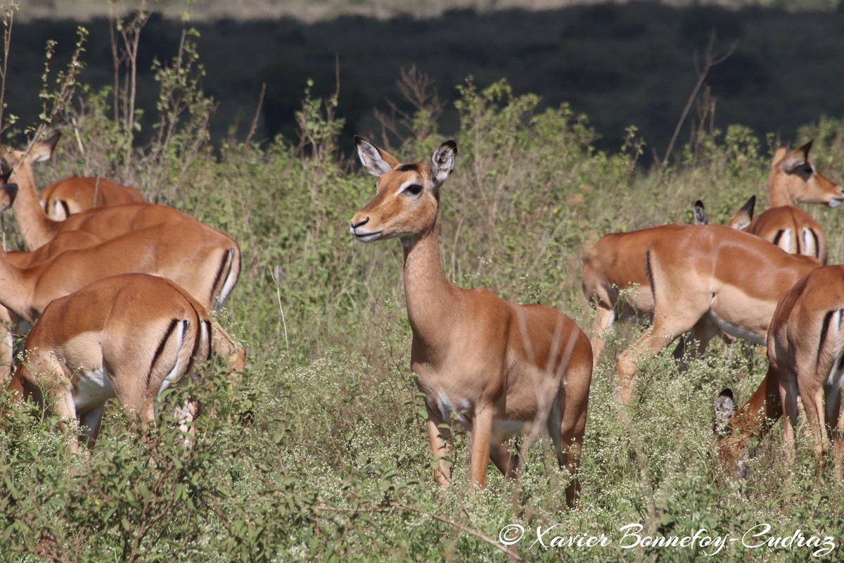 Nairobi National Park - Impala
Mots-clés: geo:lat=-1.35915534 geo:lon=36.84005306 geotagged Highway KEN Kenya Nairobi Area Nairobi National Park animals Impala