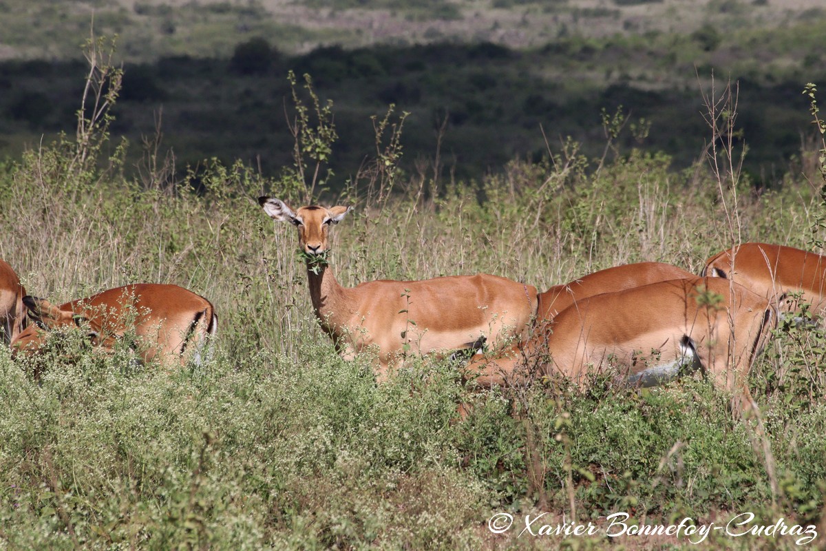 Nairobi National Park - Impala
Mots-clés: geo:lat=-1.35915534 geo:lon=36.84005306 geotagged Highway KEN Kenya Nairobi Area Nairobi National Park animals Impala