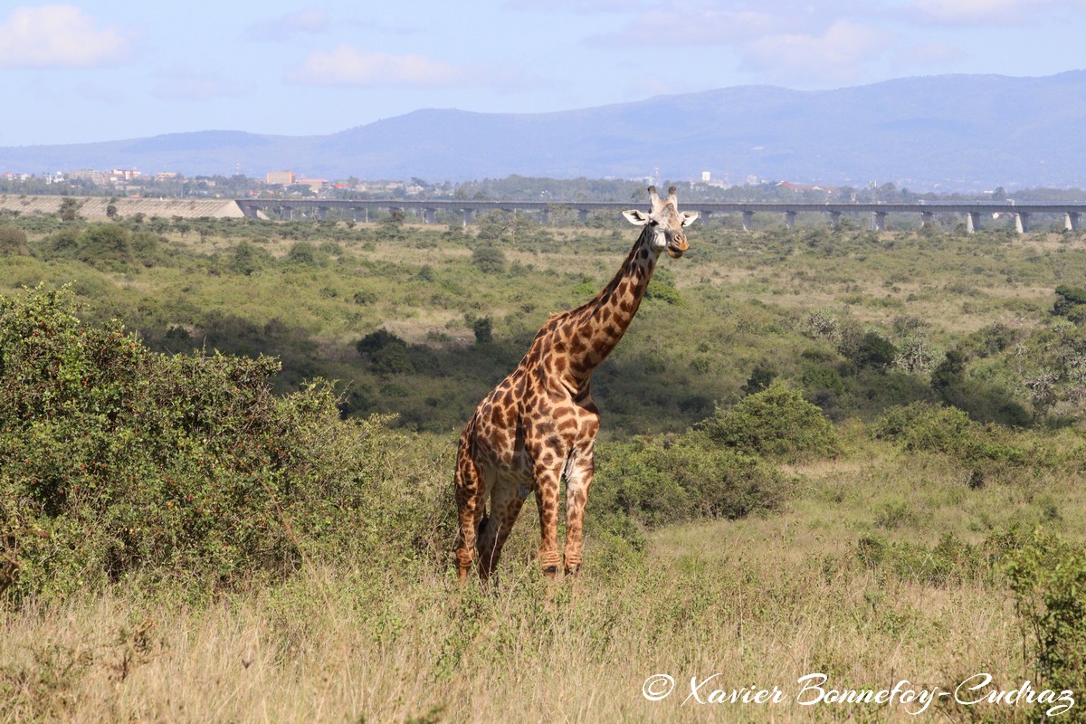 Nairobi National Park - Masai giraffe
Mots-clés: geo:lat=-1.35915534 geo:lon=36.84005306 geotagged Highway KEN Kenya Nairobi Area Nairobi National Park animals Giraffe Masai Giraffe