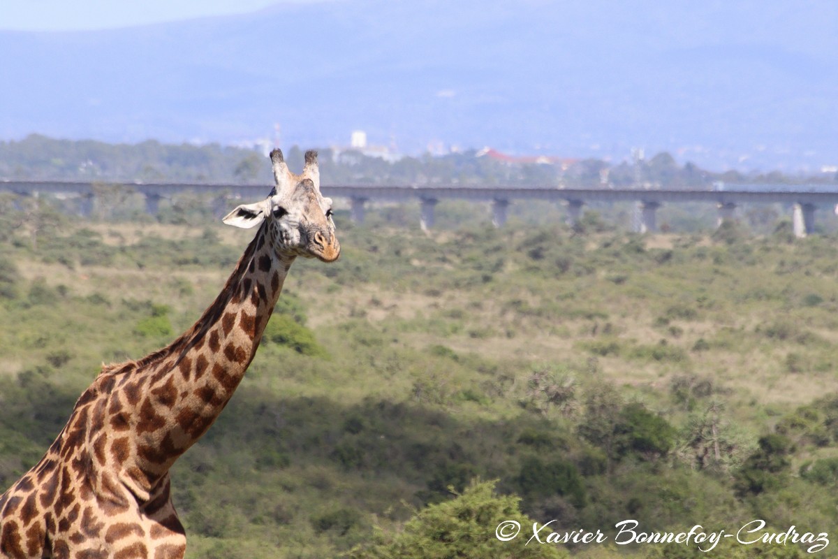 Nairobi National Park - Masai giraffe
Mots-clés: geo:lat=-1.35915534 geo:lon=36.84005306 geotagged Highway KEN Kenya Nairobi Area Nairobi National Park animals Giraffe Masai Giraffe