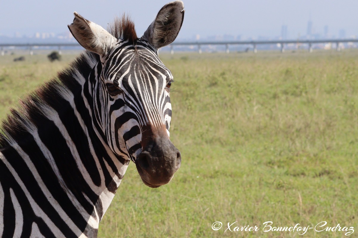 Nairobi National Park - Grant&rsquo;s zebra
Mots-clés: geo:lat=-1.35915534 geo:lon=36.84005306 geotagged Highway KEN Kenya Nairobi Area Nairobi National Park animals Grant&rsquo;s zebra zebre