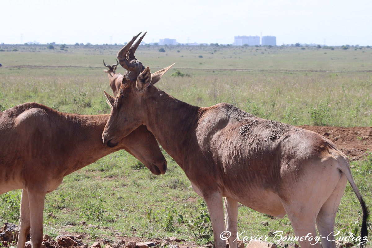 Nairobi National Park - Coke&rsquo;s hartebeest
Mots-clés: geo:lat=-1.35915534 geo:lon=36.84005306 geotagged Highway KEN Kenya Nairobi Area Nairobi National Park animals Coke&rsquo;s hartebeest
