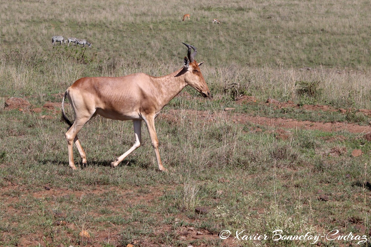 Nairobi National Park - Coke&rsquo;s hartebeest
Mots-clés: geo:lat=-1.35748546 geo:lon=36.84746426 geotagged Highway KEN Kenya Nairobi Area Nairobi National Park animals Coke&rsquo;s hartebeest