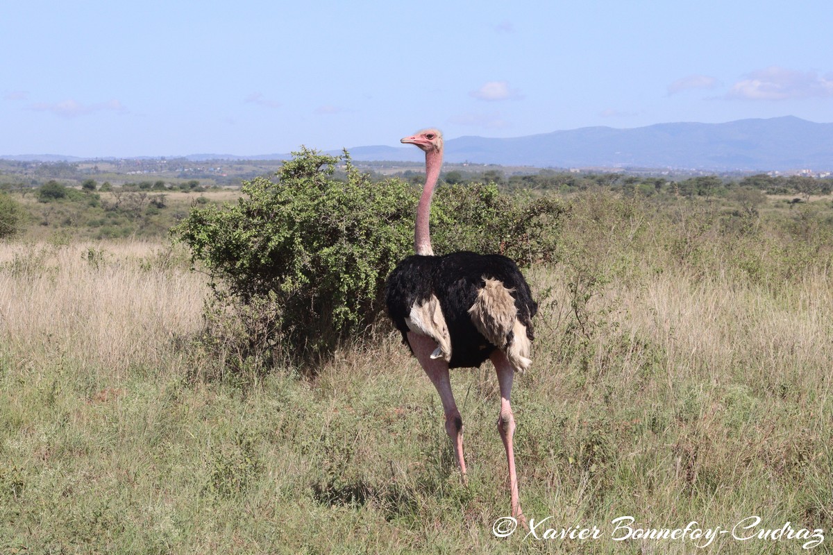 Nairobi National Park - Ostrich
Mots-clés: geo:lat=-1.36102498 geo:lon=36.85538214 geotagged KEN Kenya Nairobi Area Real Nairobi National Park animals Autruche Ostrich oiseau