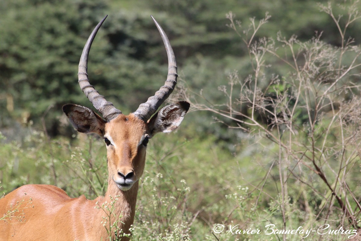 Nairobi National Park - Impala
Mots-clés: geo:lat=-1.36263385 geo:lon=36.85774249 geotagged KEN Kenya Nairobi Area Real Nairobi National Park animals Impala