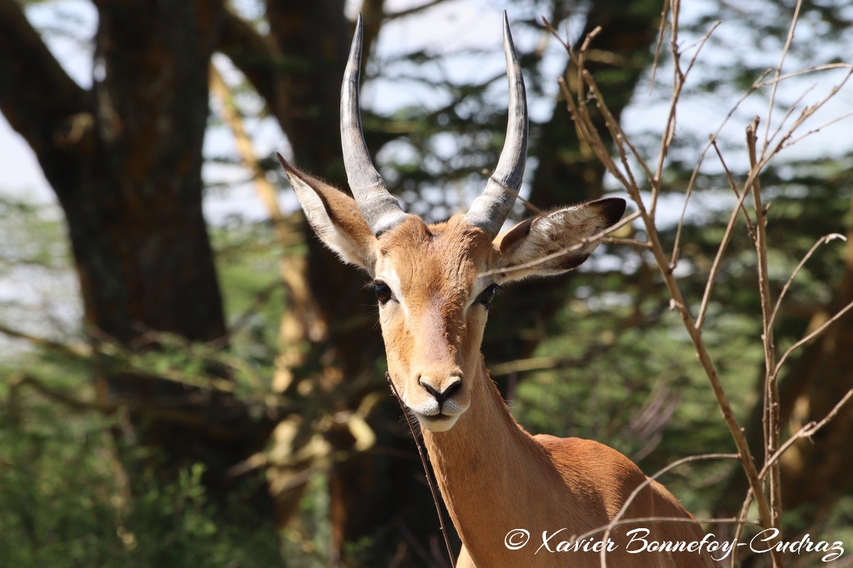 Nairobi National Park - Impala
Mots-clés: geo:lat=-1.36263385 geo:lon=36.85774249 geotagged KEN Kenya Nairobi Area Real Nairobi National Park animals Impala