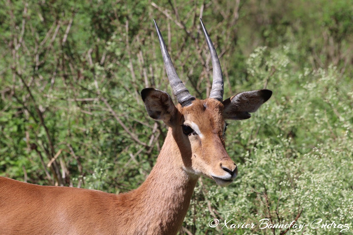 Nairobi National Park - Impala
Mots-clés: geo:lat=-1.36263385 geo:lon=36.85774249 geotagged KEN Kenya Nairobi Area Real Nairobi National Park animals Impala
