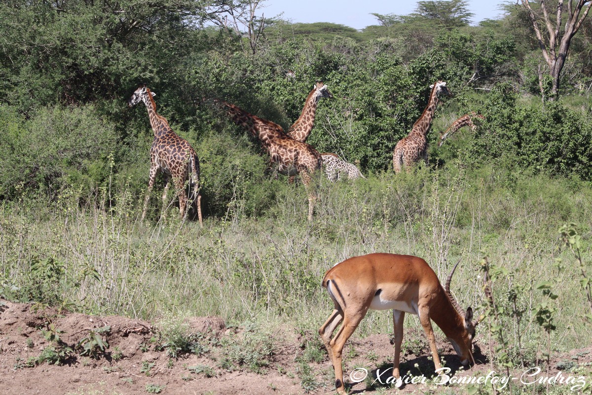 Nairobi National Park - Masai giraffe
Mots-clés: geo:lat=-1.36263385 geo:lon=36.85774249 geotagged KEN Kenya Nairobi Area Real Nairobi National Park animals Giraffe Masai Giraffe Impala