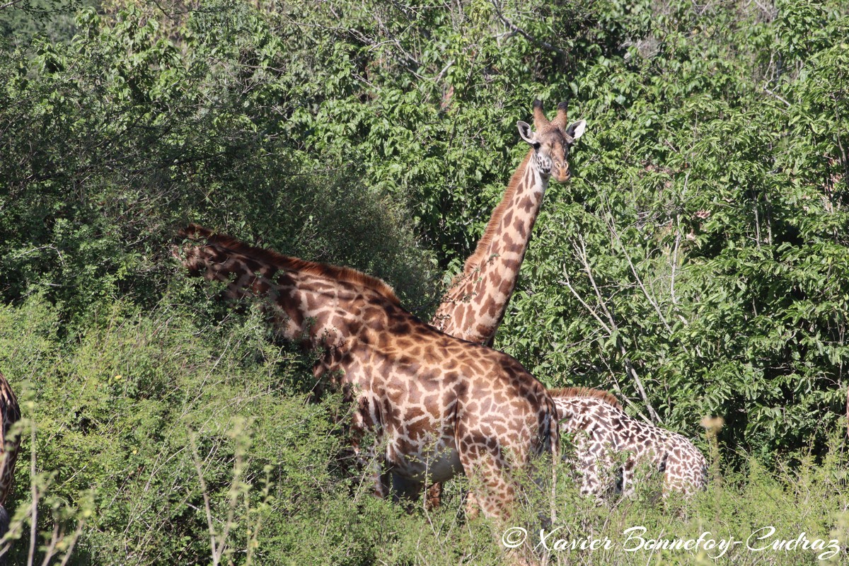 Nairobi National Park - Masai giraffe
Mots-clés: geo:lat=-1.36263385 geo:lon=36.85774249 geotagged KEN Kenya Nairobi Area Real Nairobi National Park animals Giraffe Masai Giraffe