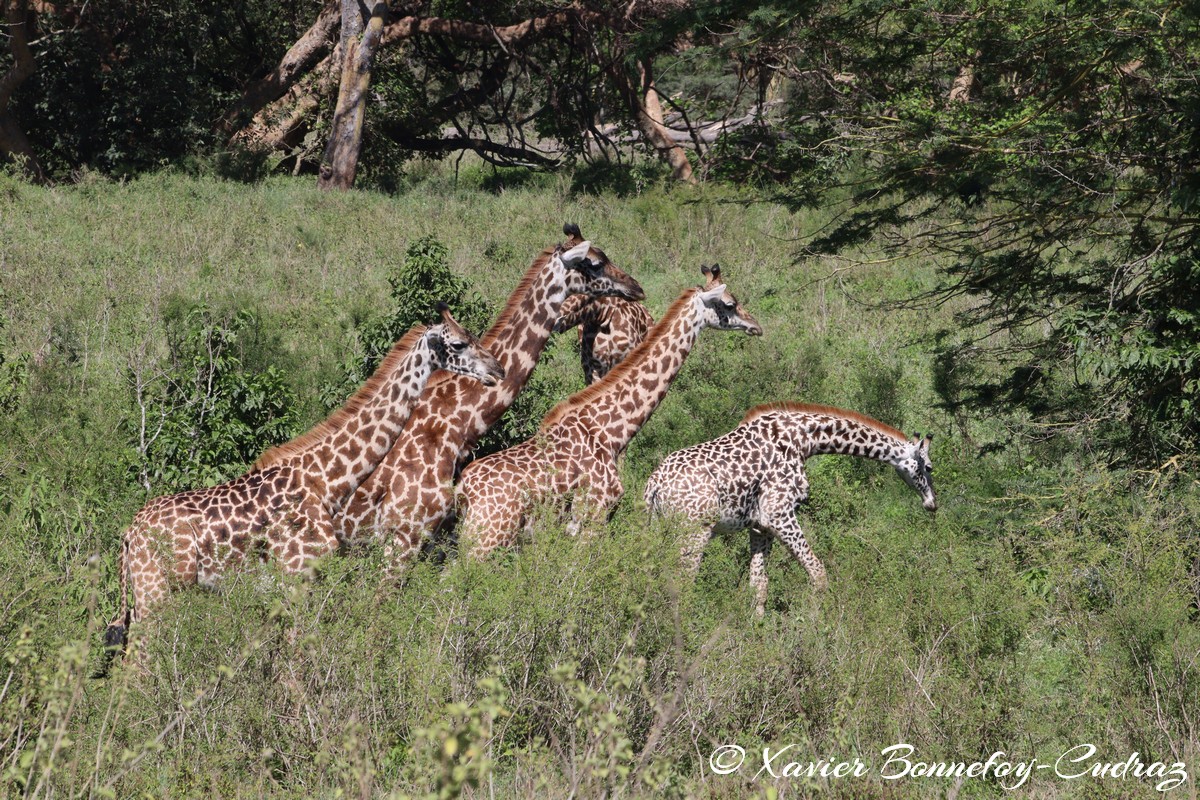 Nairobi National Park - Masai giraffe
Mots-clés: geo:lat=-1.36286982 geo:lon=36.85911578 geotagged KEN Kenya Nairobi Area Real Nairobi National Park animals Giraffe Masai Giraffe