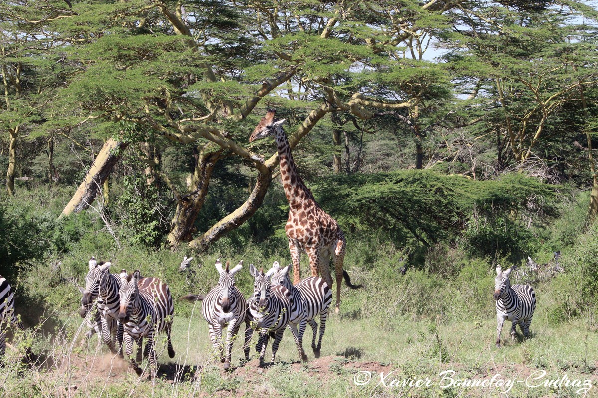 Nairobi National Park - Masai giraffe and Grant&rsquo;s zebra
Mots-clés: geo:lat=-1.36286982 geo:lon=36.85911578 geotagged KEN Kenya Nairobi Area Real Nairobi National Park animals Giraffe Grant&rsquo;s zebra zebre Masai Giraffe