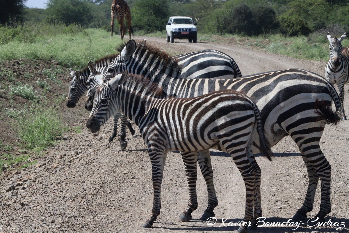Nairobi National Park - Grant&rsquo;s zebra
Mots-clés: geo:lat=-1.36286982 geo:lon=36.85911578 geotagged KEN Kenya Nairobi Area Real Nairobi National Park animals Grant&rsquo;s zebra zebre