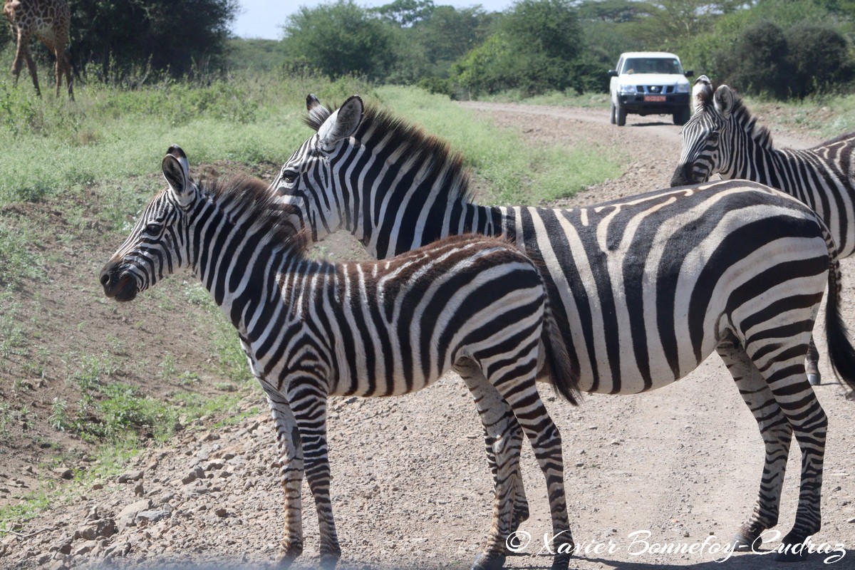 Nairobi National Park - Grant&rsquo;s zebra
Mots-clés: geo:lat=-1.36286982 geo:lon=36.85911578 geotagged KEN Kenya Nairobi Area Real Nairobi National Park animals Grant&rsquo;s zebra zebre