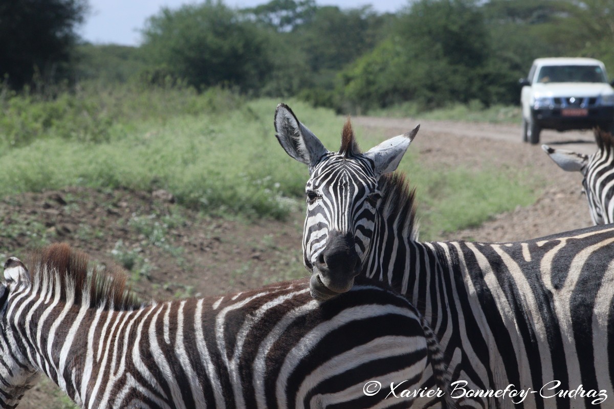 Nairobi National Park - Grant&rsquo;s zebra
Mots-clés: geo:lat=-1.36286982 geo:lon=36.85911578 geotagged KEN Kenya Nairobi Area Real Nairobi National Park animals Grant&rsquo;s zebra zebre