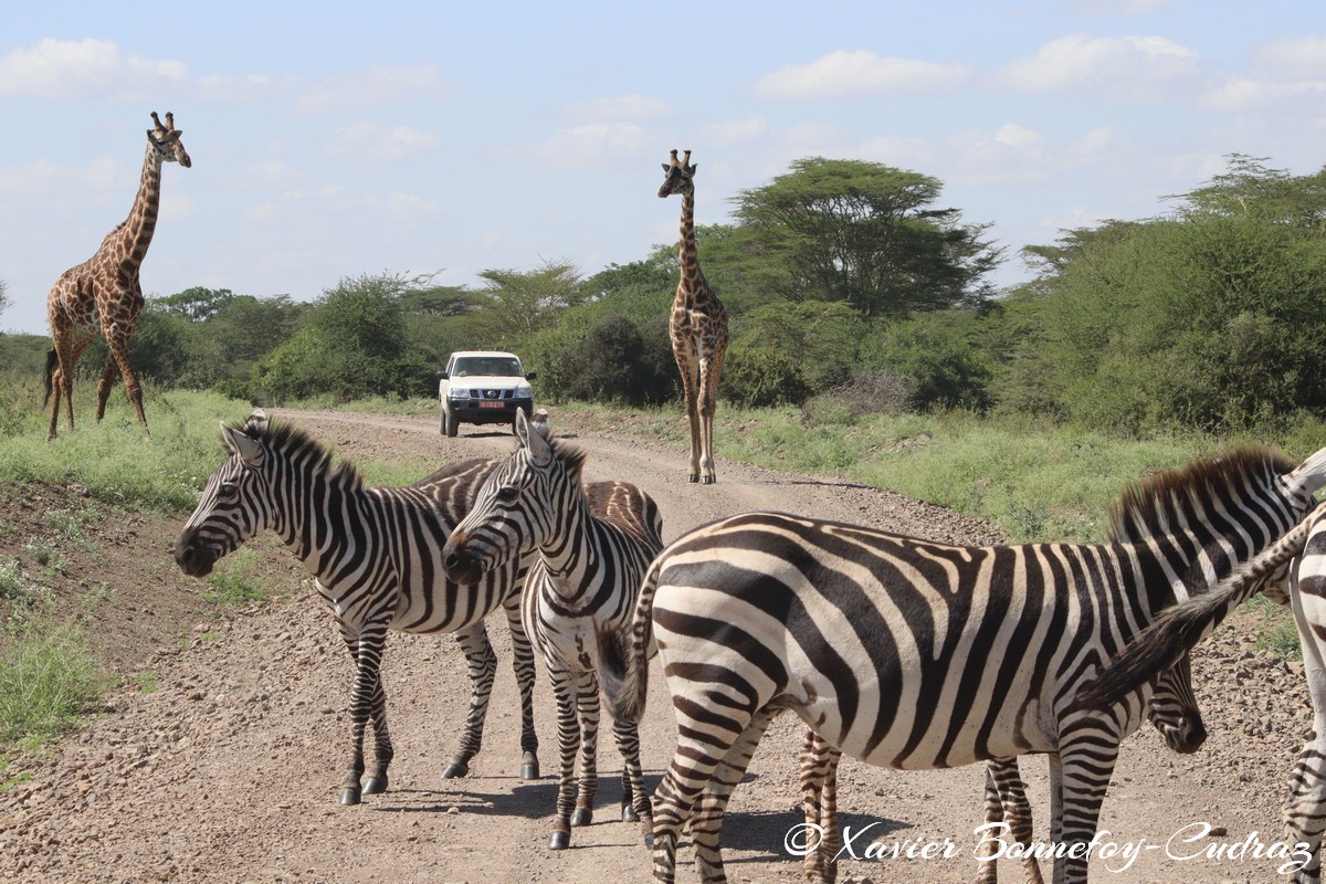 Nairobi National Park - Masai giraffe and Grant&rsquo;s zebra
Mots-clés: geo:lat=-1.36286982 geo:lon=36.85911578 geotagged KEN Kenya Nairobi Area Real Nairobi National Park animals Giraffe Grant&rsquo;s zebra zebre Masai Giraffe