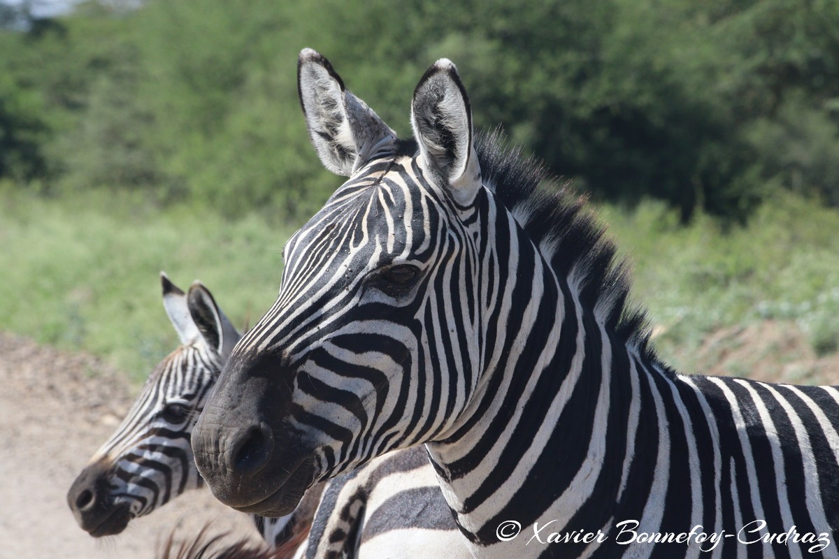 Nairobi National Park - Grant&rsquo;s zebra
Mots-clés: geo:lat=-1.36286982 geo:lon=36.85911578 geotagged KEN Kenya Nairobi Area Real Nairobi National Park animals Giraffe Grant&rsquo;s zebra zebre