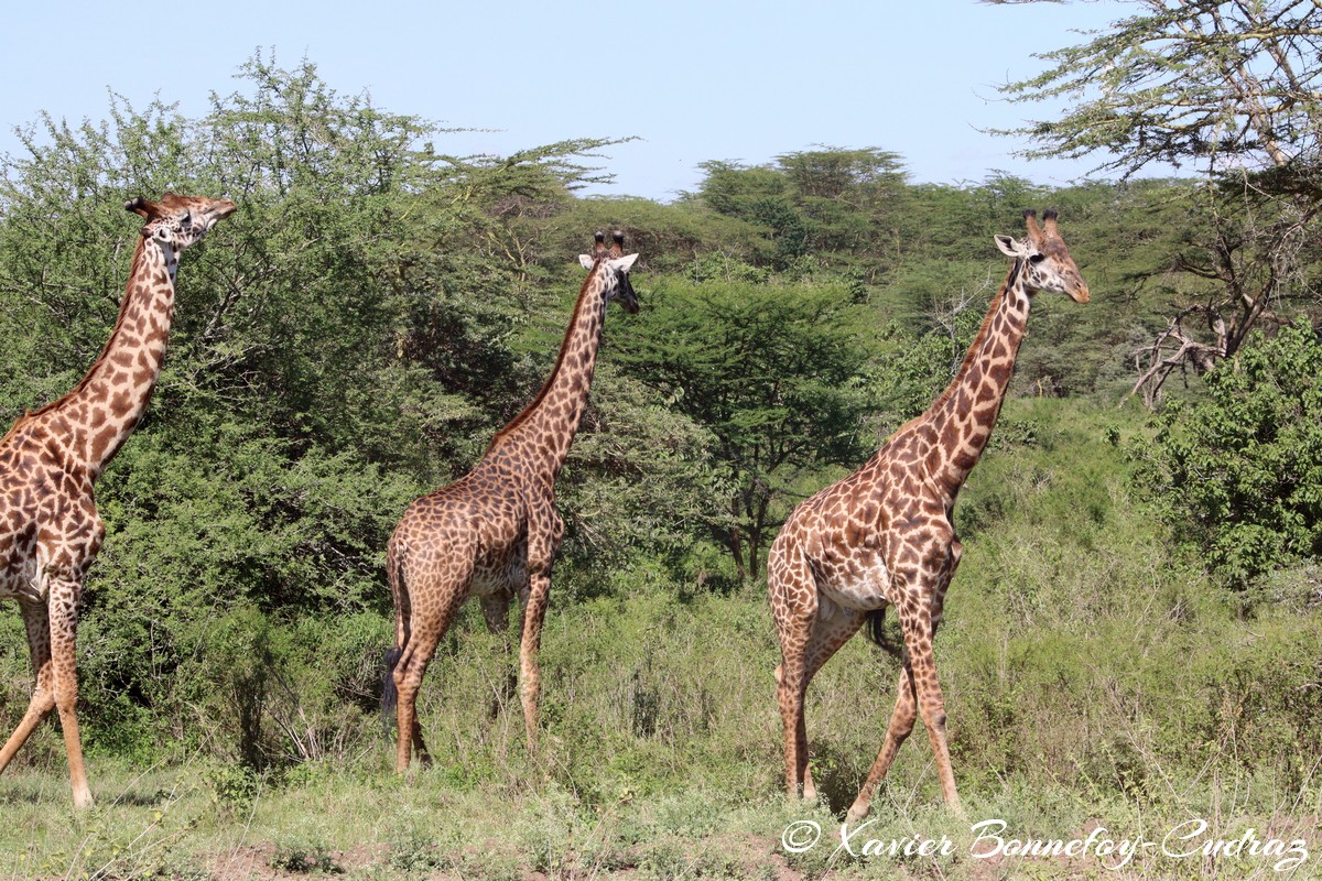 Nairobi National Park - Masai giraffe
Mots-clés: geo:lat=-1.36286982 geo:lon=36.85911578 geotagged KEN Kenya Nairobi Area Real Nairobi National Park animals Giraffe Masai Giraffe