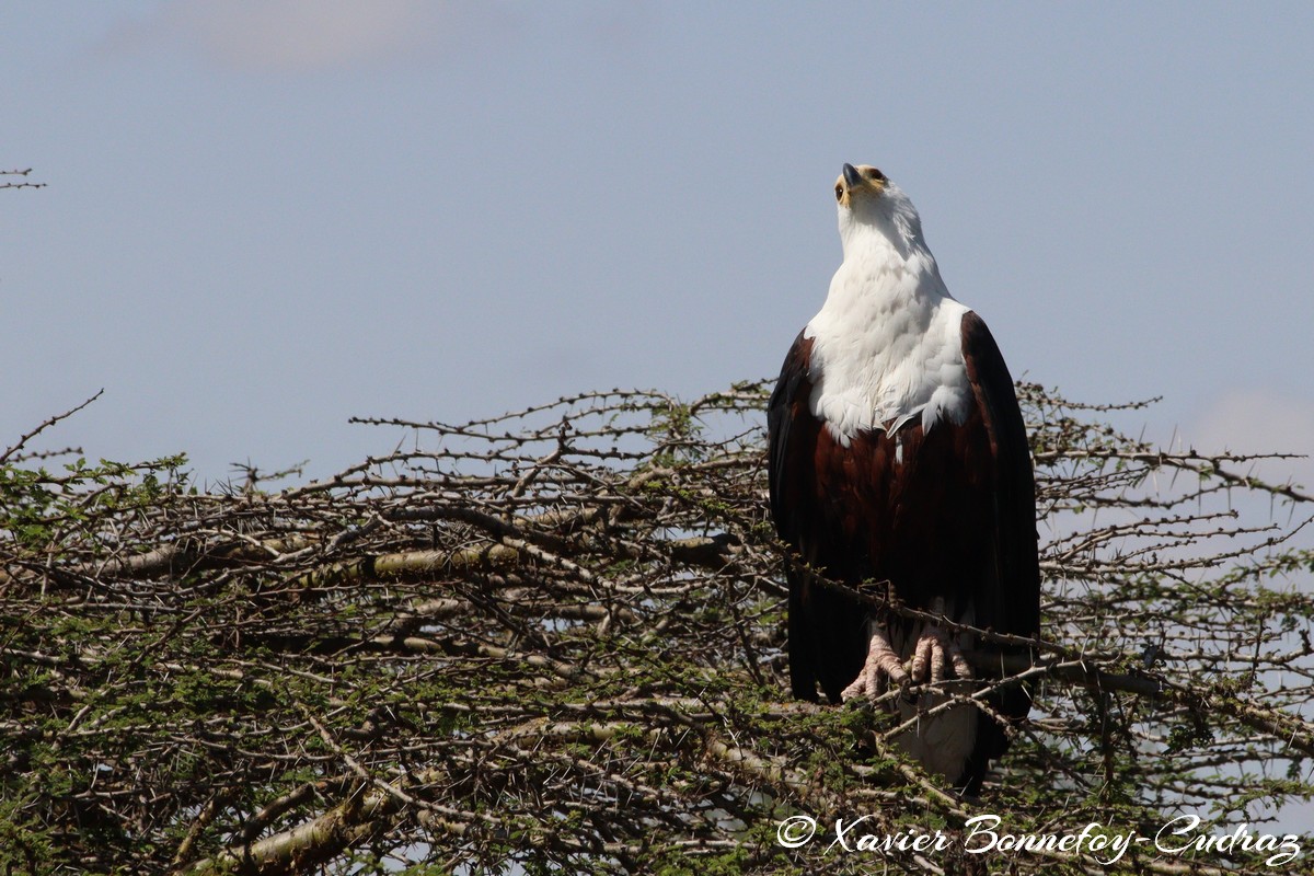 Nairobi National Park - African Fish Eagle
Mots-clés: geo:lat=-1.38040077 geo:lon=36.86646502 geotagged KEN Kenya Kenya Re Nairobi Area Nairobi National Park animals African Fish Eagle Aigle oiseau