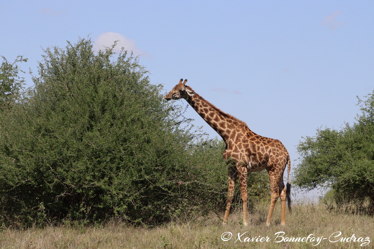 Nairobi National Park - Masai giraffe
Mots-clés: geo:lat=-1.40958010 geo:lon=36.91195157 geotagged KEN Kenya Machakos Mlolongo Nairobi National Park animals Giraffe Masai Giraffe