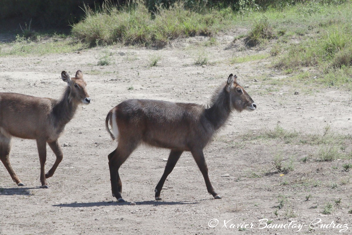 Nairobi National Park - Waterbuck
Mots-clés: geo:lat=-1.41476770 geo:lon=36.92736636 geotagged KEN Kenya Machakos Mlolongo Nairobi National Park animals Waterbuck
