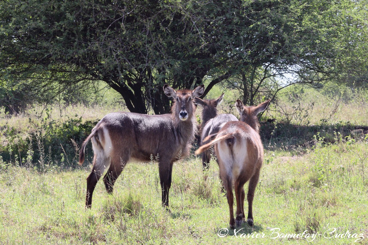 Nairobi National Park - Waterbuck
Mots-clés: geo:lat=-1.41476770 geo:lon=36.92736636 geotagged KEN Kenya Machakos Mlolongo Nairobi National Park animals Waterbuck