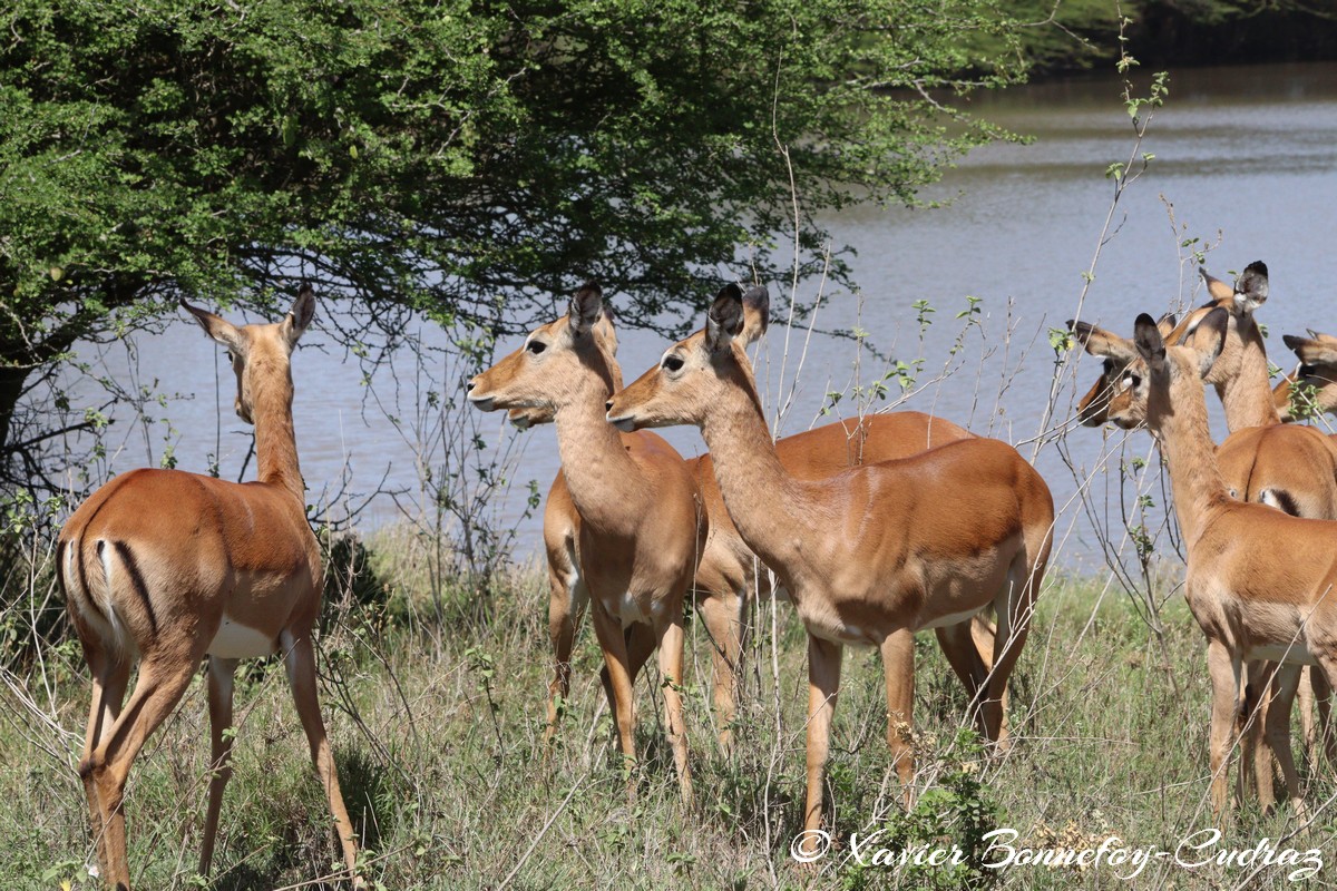 Nairobi National Park - Impala
Mots-clés: geo:lat=-1.41498221 geo:lon=36.92869673 geotagged KEN Kenya Machakos Mlolongo Nairobi National Park animals Impala