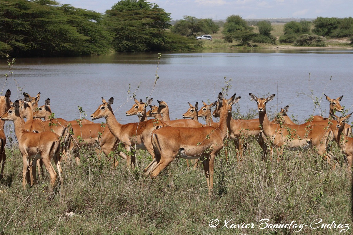 Nairobi National Park - Impala
Mots-clés: geo:lat=-1.41498221 geo:lon=36.92869673 geotagged KEN Kenya Machakos Mlolongo Nairobi National Park animals Impala