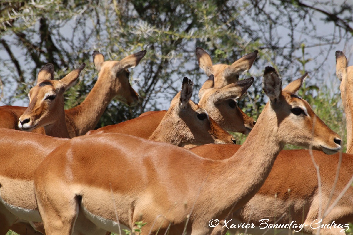 Nairobi National Park - Impala
Mots-clés: geo:lat=-1.41335193 geo:lon=36.93109999 geotagged KEN Kenya Machakos Mlolongo Nairobi National Park animals Impala