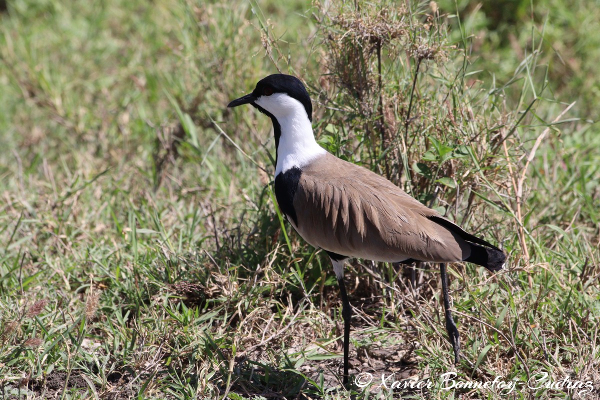 Nairobi National Park - Spur-winged Lapwing
Mots-clés: geo:lat=-1.41335193 geo:lon=36.93109999 geotagged KEN Kenya Machakos Mlolongo Nairobi National Park animals Spur-winged Lapwing oiseau