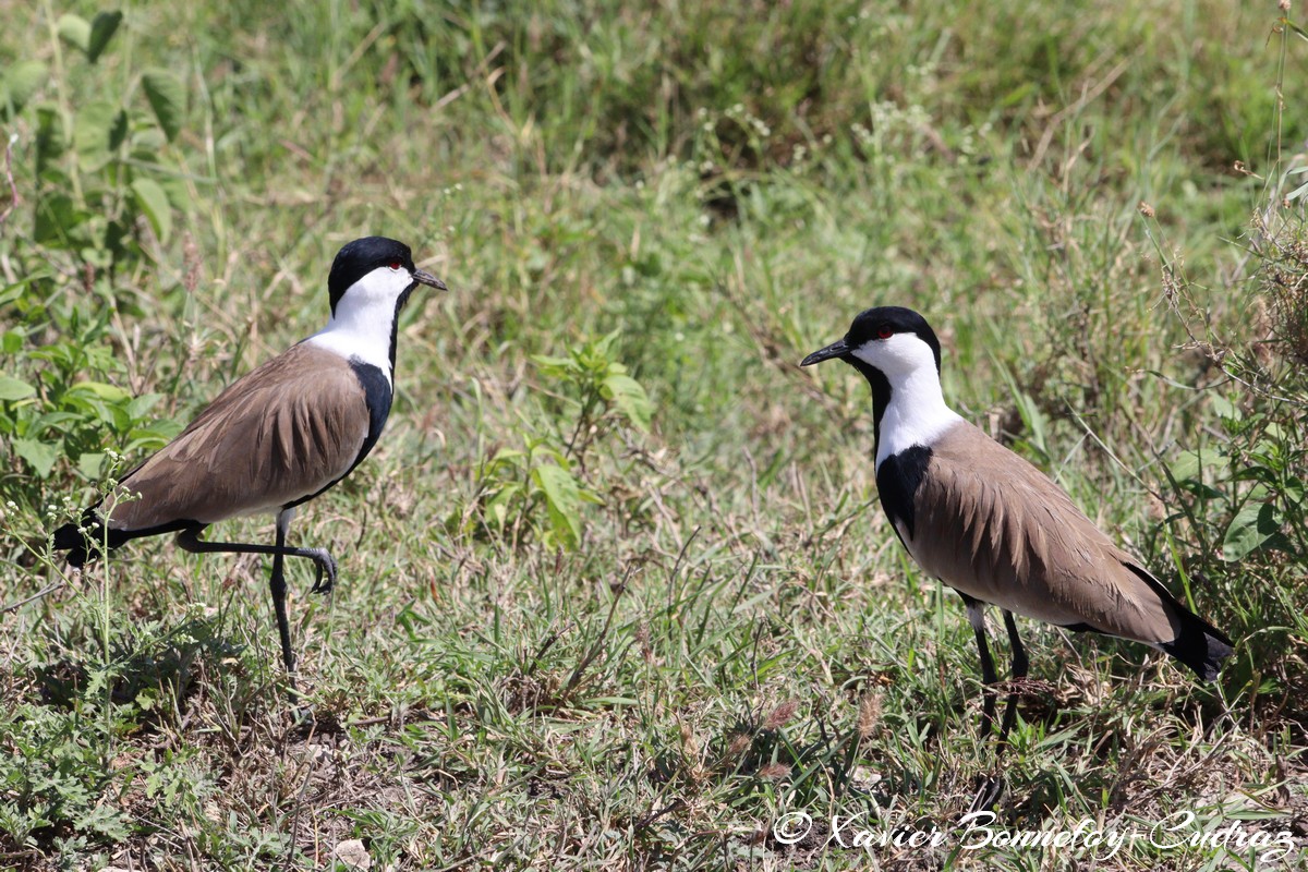 Nairobi National Park - Spur-winged Lapwing
Mots-clés: geo:lat=-1.41335193 geo:lon=36.93109999 geotagged KEN Kenya Machakos Mlolongo Nairobi National Park animals Spur-winged Lapwing oiseau