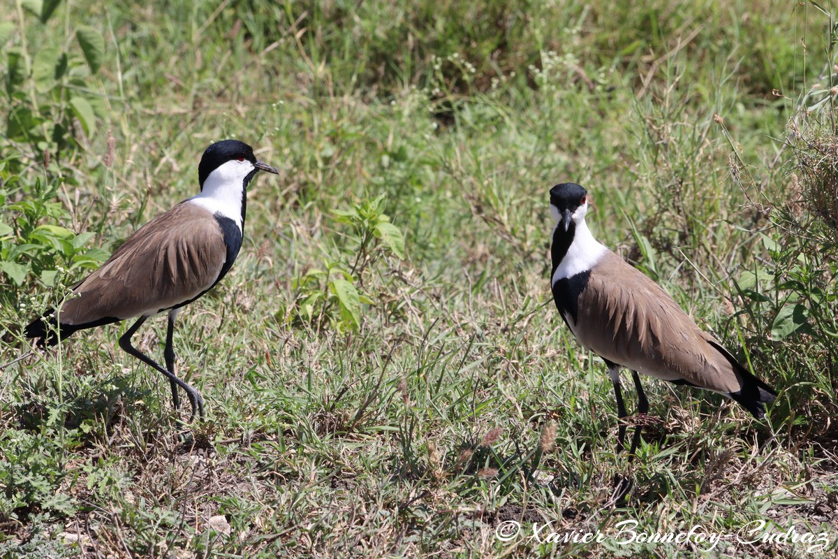 Nairobi National Park - Spur-winged Lapwing
Mots-clés: geo:lat=-1.41335193 geo:lon=36.93109999 geotagged KEN Kenya Machakos Mlolongo Nairobi National Park animals Spur-winged Lapwing oiseau