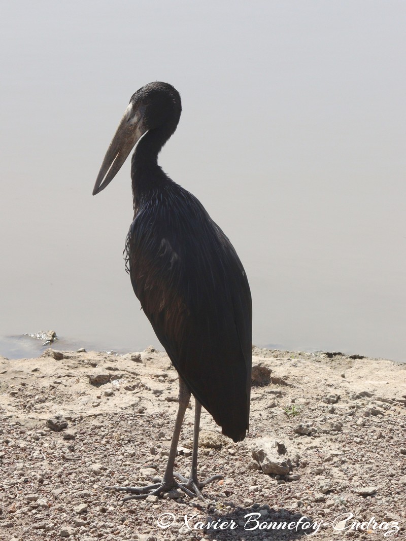 Nairobi National Park - African Openbill
Mots-clés: geo:lat=-1.41335193 geo:lon=36.93109999 geotagged KEN Kenya Machakos Mlolongo Nairobi National Park animals African Openbill oiseau