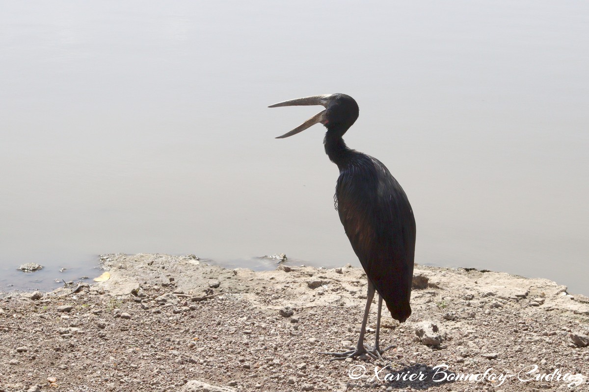 Nairobi National Park - African Openbill
Mots-clés: geo:lat=-1.41335193 geo:lon=36.93109999 geotagged KEN Kenya Machakos Mlolongo Nairobi National Park animals African Openbill oiseau