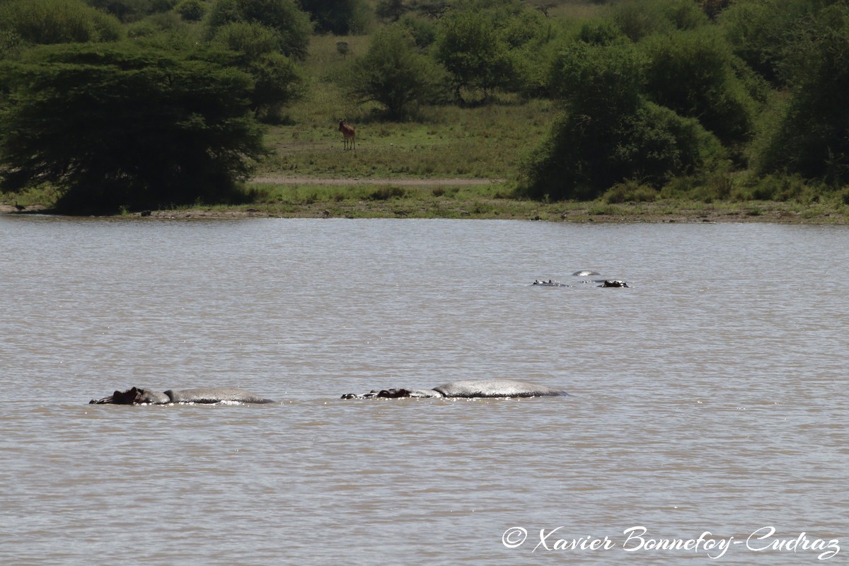 Nairobi National Park - Hippopotamus
Mots-clés: geo:lat=-1.41335193 geo:lon=36.93109999 geotagged KEN Kenya Machakos Mlolongo Nairobi National Park animals hippopotame Hippopotamus
