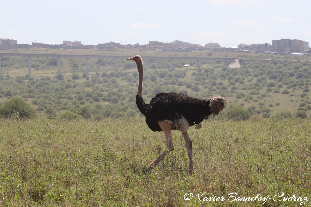 Nairobi National Park - Ostrich
Mots-clés: geo:lat=-1.40244008 geo:lon=36.91394850 geotagged KEN Kenya Machakos Mlolongo Nairobi National Park animals Autruche Ostrich oiseau