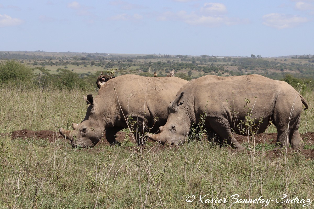 Nairobi National Park - Eastern black rhinoceros
Mots-clés: geo:lat=-1.39021372 geo:lon=36.90167686 geotagged KEN Kenya Machakos Mlolongo Nairobi National Park animals Eastern black rhinoceros Rhinoceros