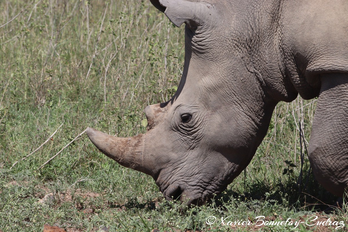 Nairobi National Park - Eastern black rhinoceros
Mots-clés: geo:lat=-1.39021372 geo:lon=36.90167686 geotagged KEN Kenya Machakos Mlolongo Nairobi National Park animals Eastern black rhinoceros Rhinoceros