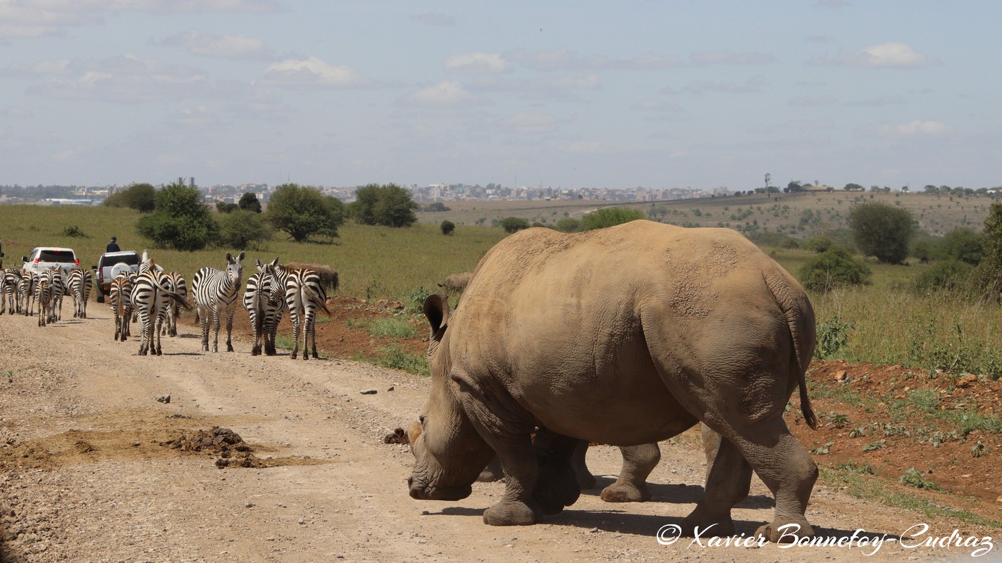 Nairobi National Park - Eastern black rhinoceros
Mots-clés: geo:lat=-1.39021372 geo:lon=36.90167686 geotagged KEN Kenya Machakos Mlolongo Nairobi National Park animals Eastern black rhinoceros Rhinoceros