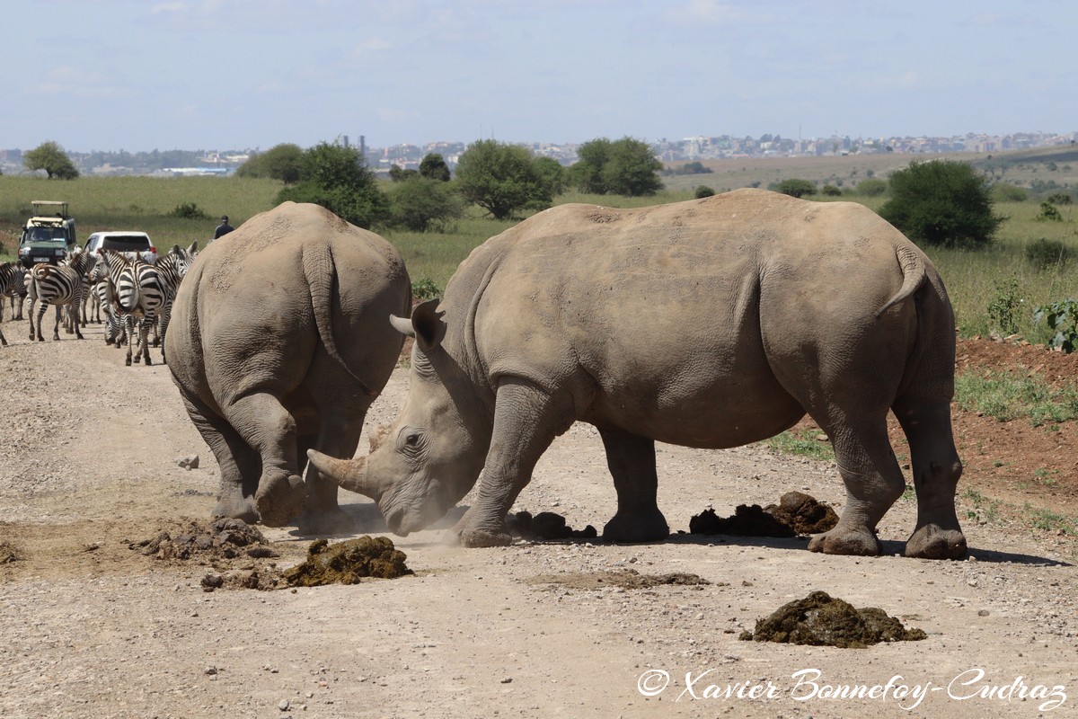 Nairobi National Park - Eastern black rhinoceros
Mots-clés: geo:lat=-1.39021372 geo:lon=36.90167686 geotagged KEN Kenya Machakos Mlolongo Nairobi National Park animals Eastern black rhinoceros Rhinoceros