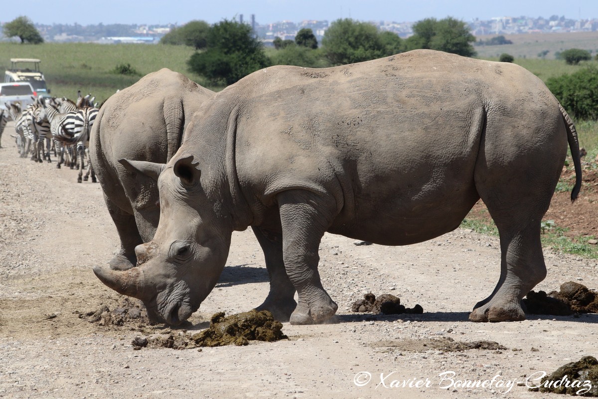 Nairobi National Park - Eastern black rhinoceros
Mots-clés: geo:lat=-1.39021372 geo:lon=36.90167686 geotagged KEN Kenya Machakos Mlolongo Nairobi National Park animals Eastern black rhinoceros Rhinoceros