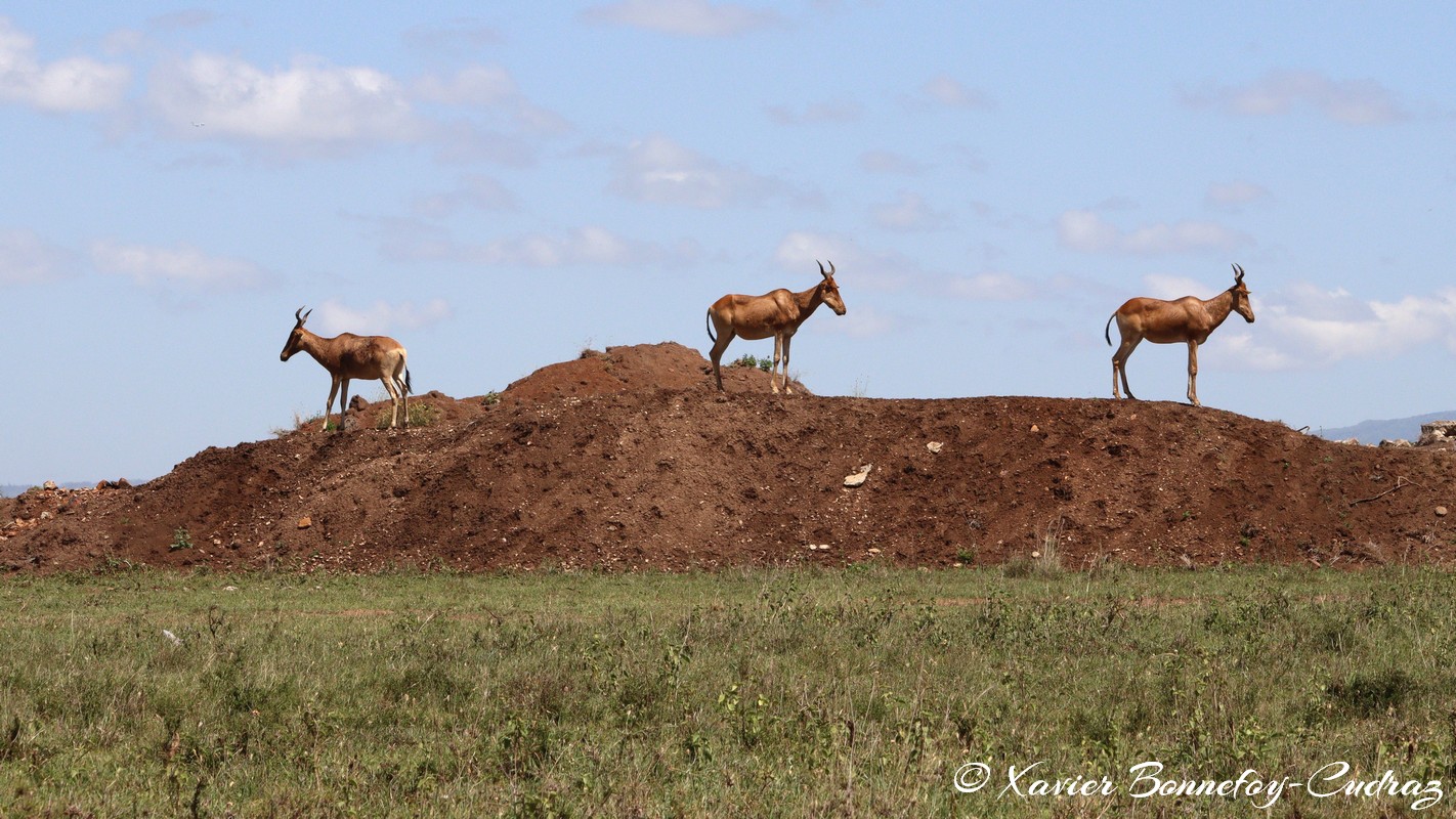 Nairobi National Park - Coke&rsquo;s hartebeest
Mots-clés: geo:lat=-1.37227372 geo:lon=36.88065073 geotagged KEN Kenya Kenya Re Nairobi Area Nairobi National Park animals Coke&rsquo;s hartebeest