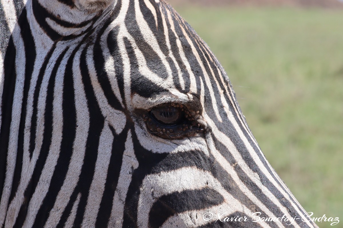 Nairobi National Park - Grant&rsquo;s zebra
Mots-clés: geo:lat=-1.37227372 geo:lon=36.88065073 geotagged KEN Kenya Kenya Re Nairobi Area Nairobi National Park animals Grant&rsquo;s zebra zebre