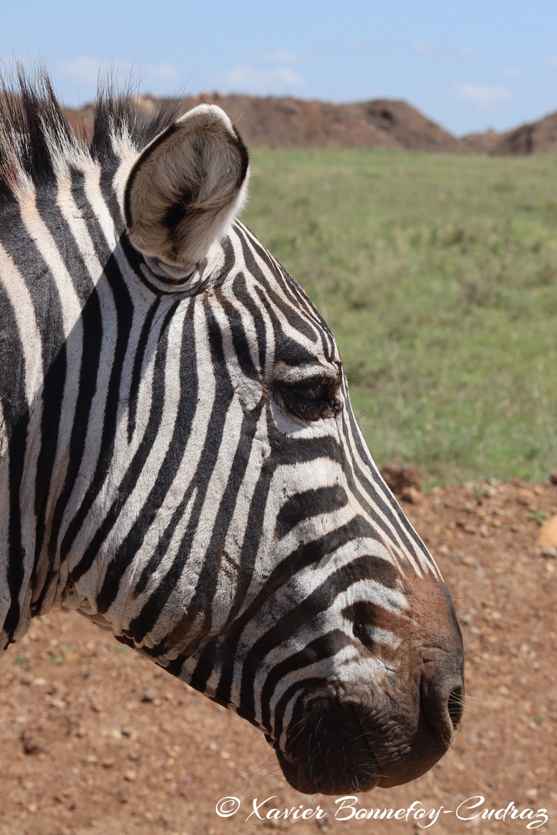 Nairobi National Park - Grant&rsquo;s zebra
Mots-clés: geo:lat=-1.37227372 geo:lon=36.88065073 geotagged KEN Kenya Kenya Re Nairobi Area Nairobi National Park animals Grant&rsquo;s zebra zebre