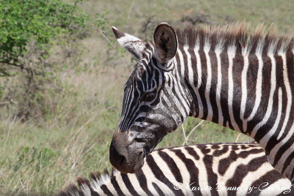 Nairobi National Park - Grant&rsquo;s zebra
Mots-clés: geo:lat=-1.36289939 geo:lon=36.86141393 geotagged KEN Kenya Nairobi Area Real Nairobi National Park animals Grant&rsquo;s zebra zebre
