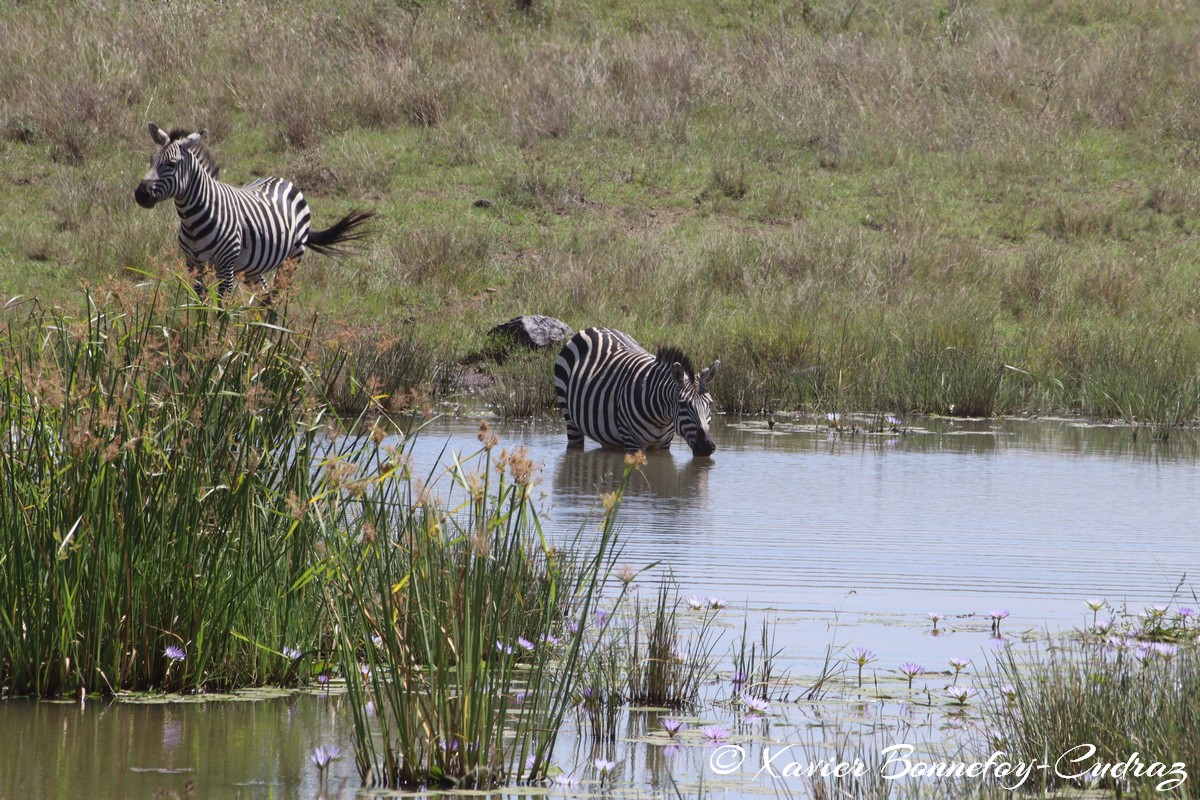 Nairobi National Park - Grant&rsquo;s zebra
Mots-clés: geo:lat=-1.36289939 geo:lon=36.86141393 geotagged KEN Kenya Nairobi Area Real Nairobi National Park animals Grant&rsquo;s zebra zebre
