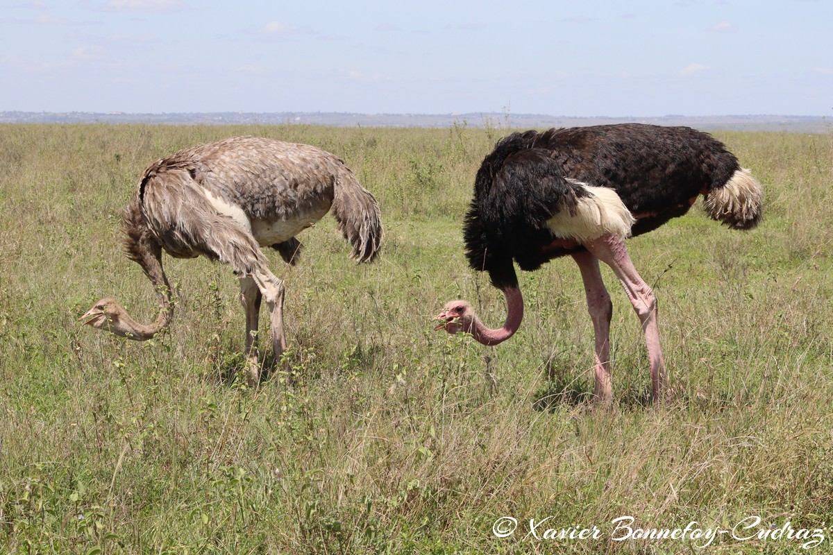 Nairobi National Park - Ostrich
Mots-clés: geo:lat=-1.35972455 geo:lon=36.85381791 geotagged KEN Kenya Nairobi Area Real Nairobi National Park animals Autruche Ostrich oiseau