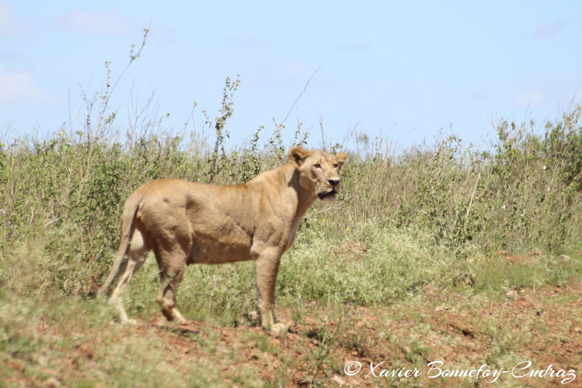 Nairobi National Park - Lioness
Mots-clés: geo:lat=-1.36043798 geo:lon=36.80731339 geotagged KEN Kenya Nairobi Area Nairobi National Park animals Lion